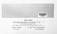 Gymnosporangium tremelloides image